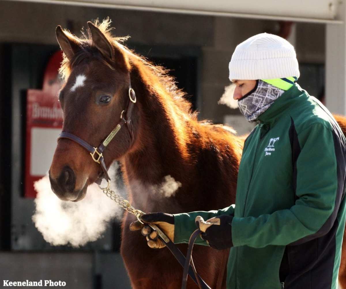 Keeneland’s January Horses Of All Ages Sale Opens Monday Paulick