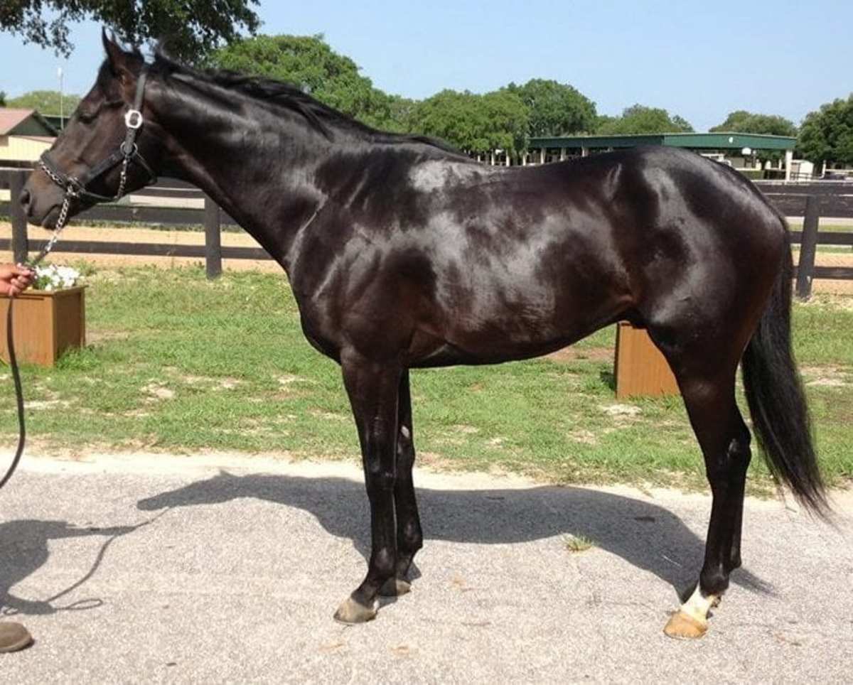 Lost And Found Presented By Horseware: What Became Of Silent Ruler ...