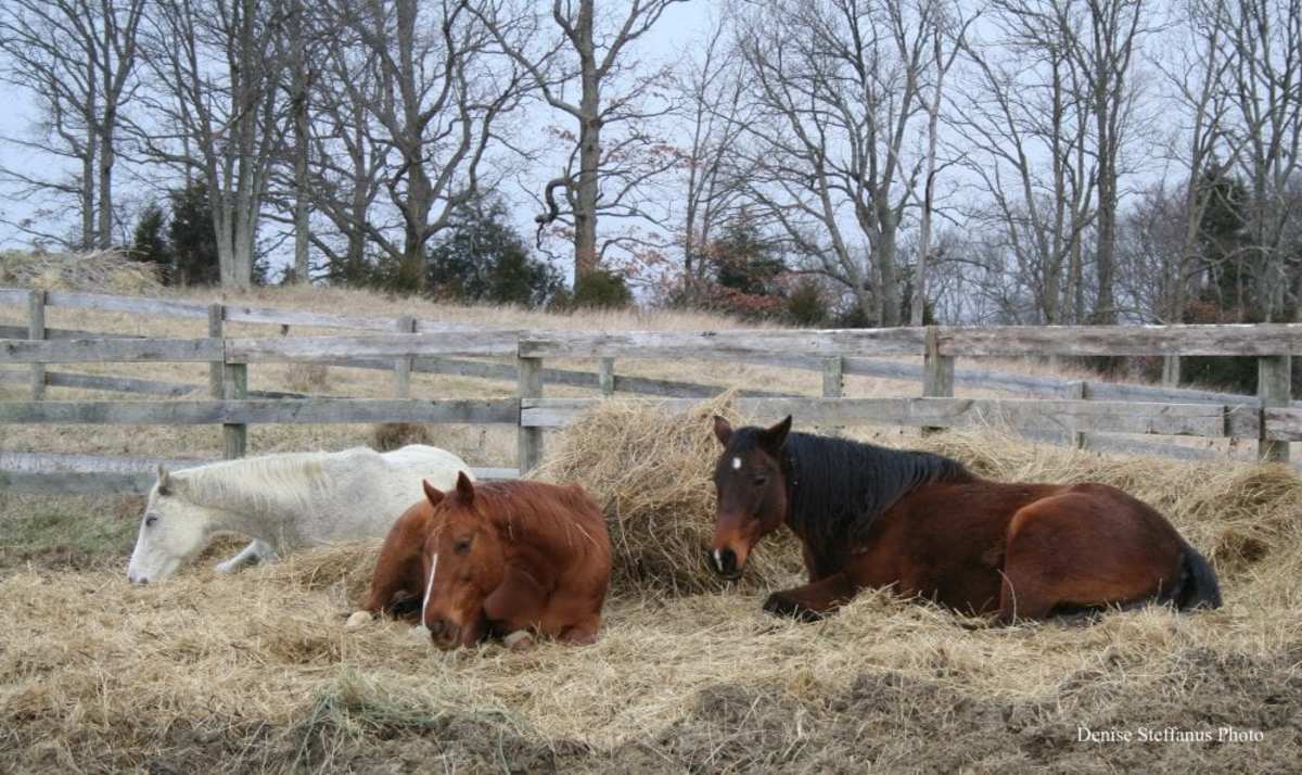 Can Horses Get Narcolepsy? Not Exactly Paulick Report Shining Light