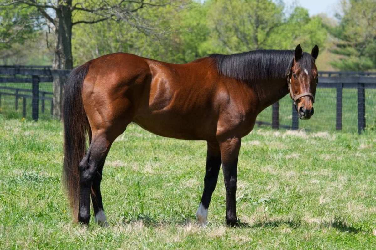 Bloodlines Presented By Walmac Farm: The Unlikely Legacy Of Lure ...