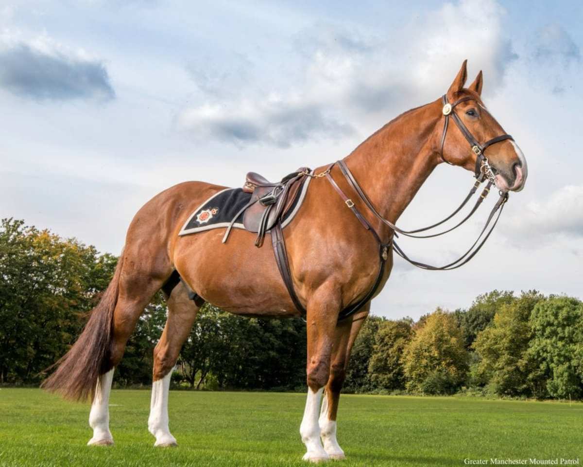 Sunglasses For Horses? Mounted Police Horse Wears Special Equipment ...