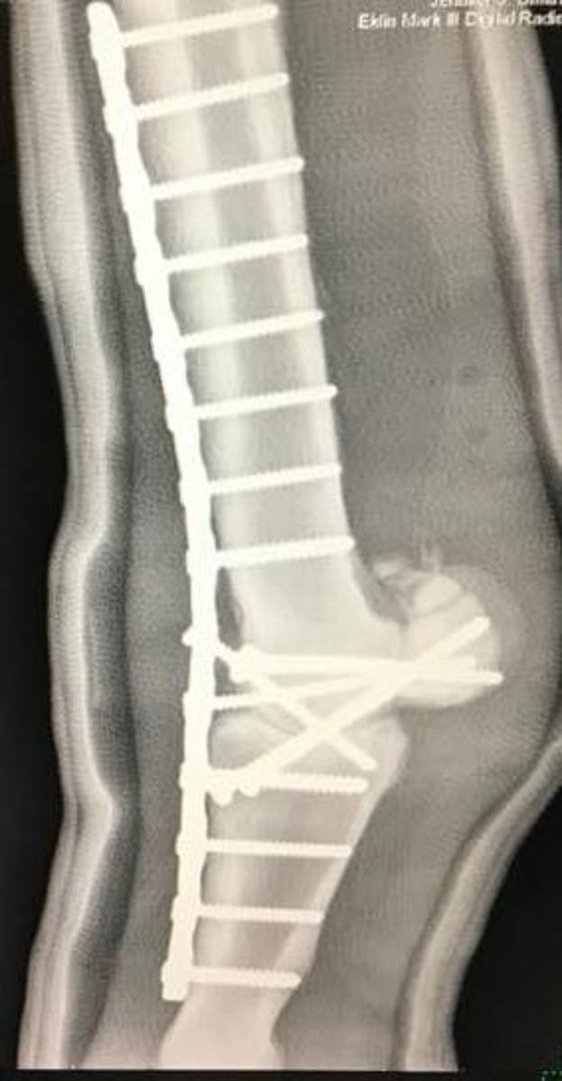 Lost And Found Presented By Horseware: What Became Of Silent Ruler ...