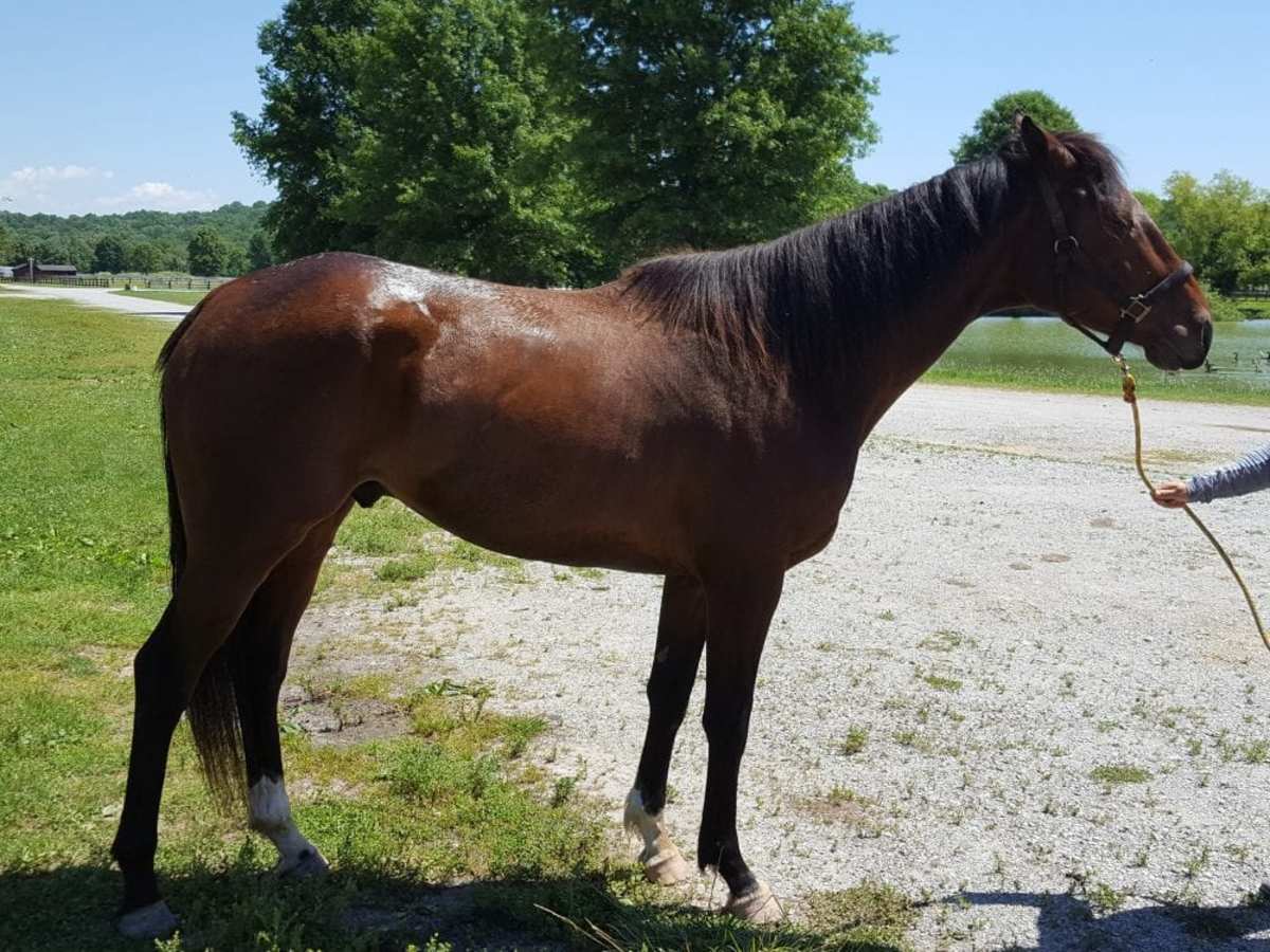Lead Pony 101 Presented By Nupafeed ReSchooling The OffTrack Thoroughbred Paulick Report