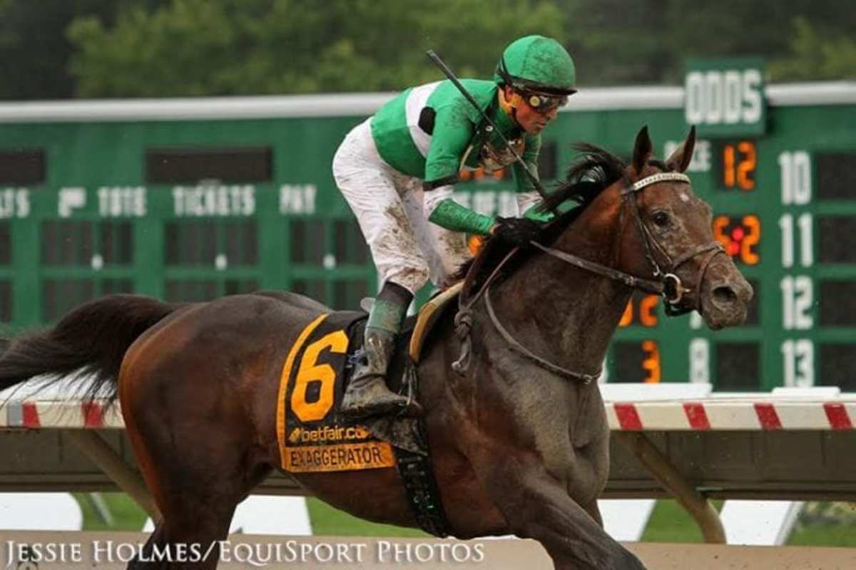 Exaggerator Prestará Servicios Como Semental En El Haras Doña Icha ...