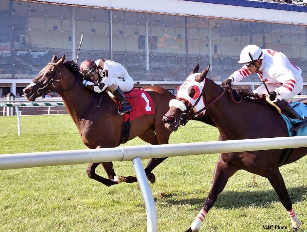 A 2,500 Yearling, Two Notch Road Now Boasts More Than Half A Million