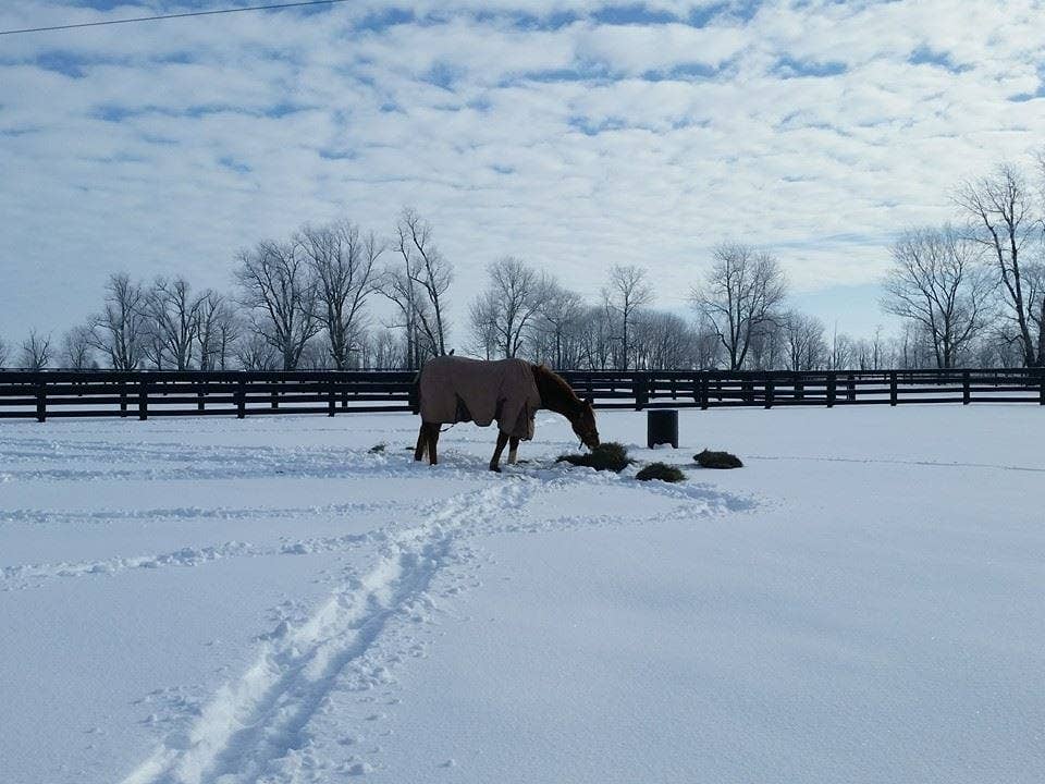 Cold Weather May Not Be The Only Thing Causing Horses To Shiver
