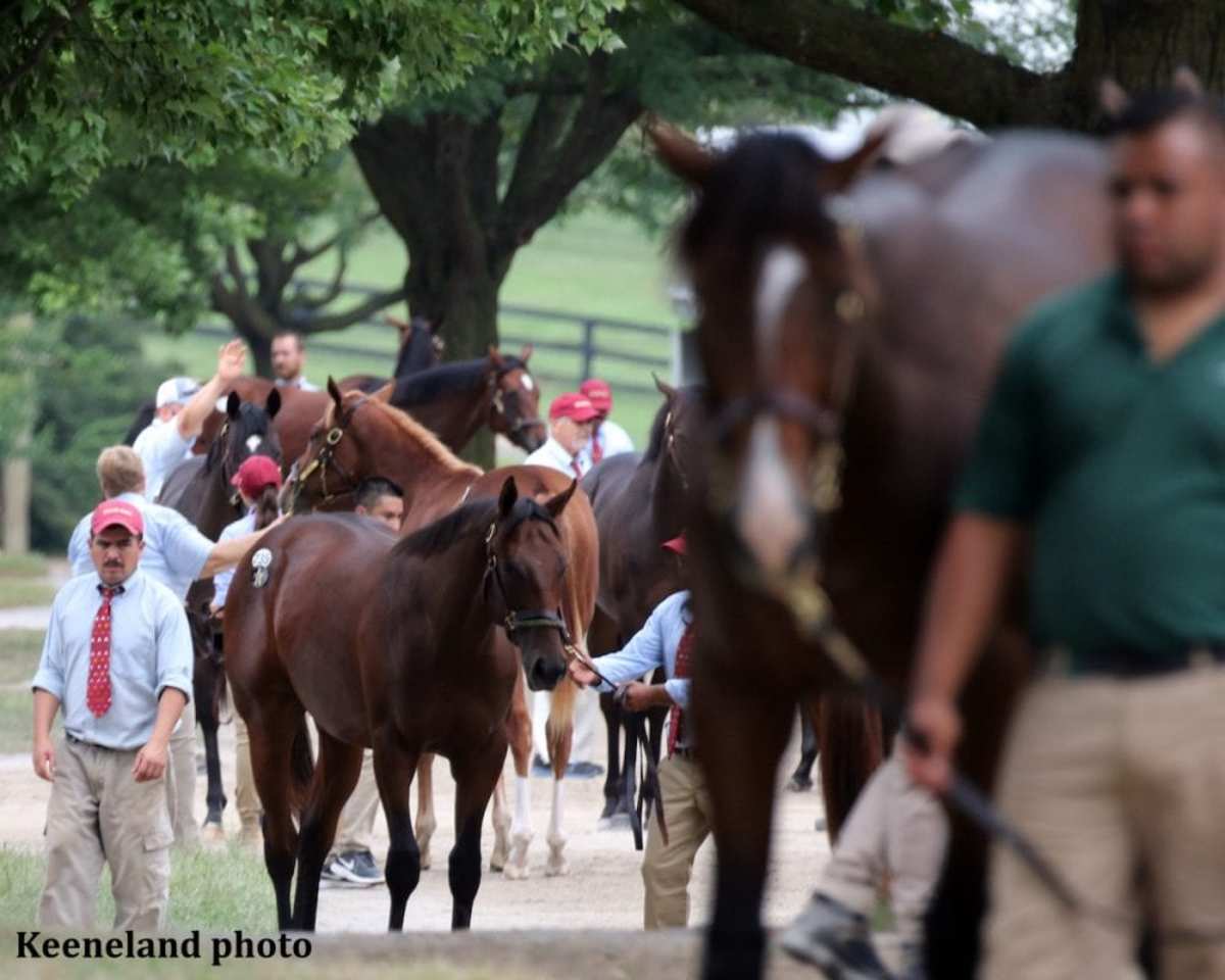 Ask Your Veterinarian Presented By Equistro Does Repetitive Scoping