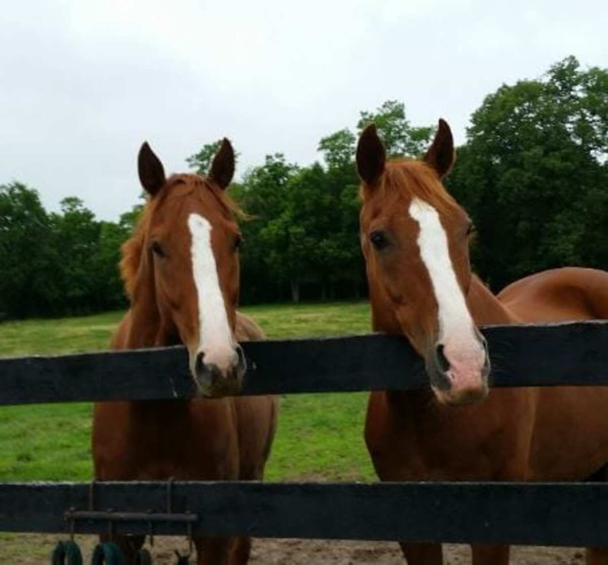 If You’re Happy And You Know It … Your Horse Does, Too - Paulick Report ...