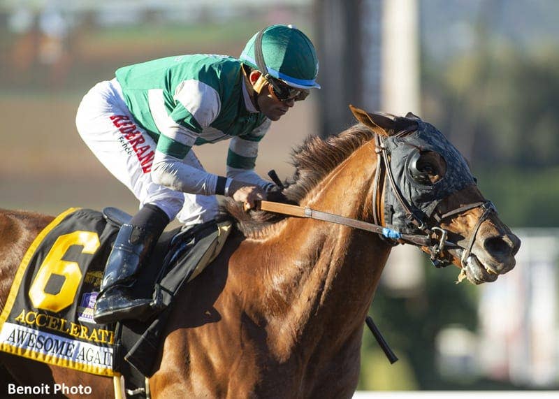 Horse Of The Year: Does Accelerate Have A Chance At Title? - Paulick Report