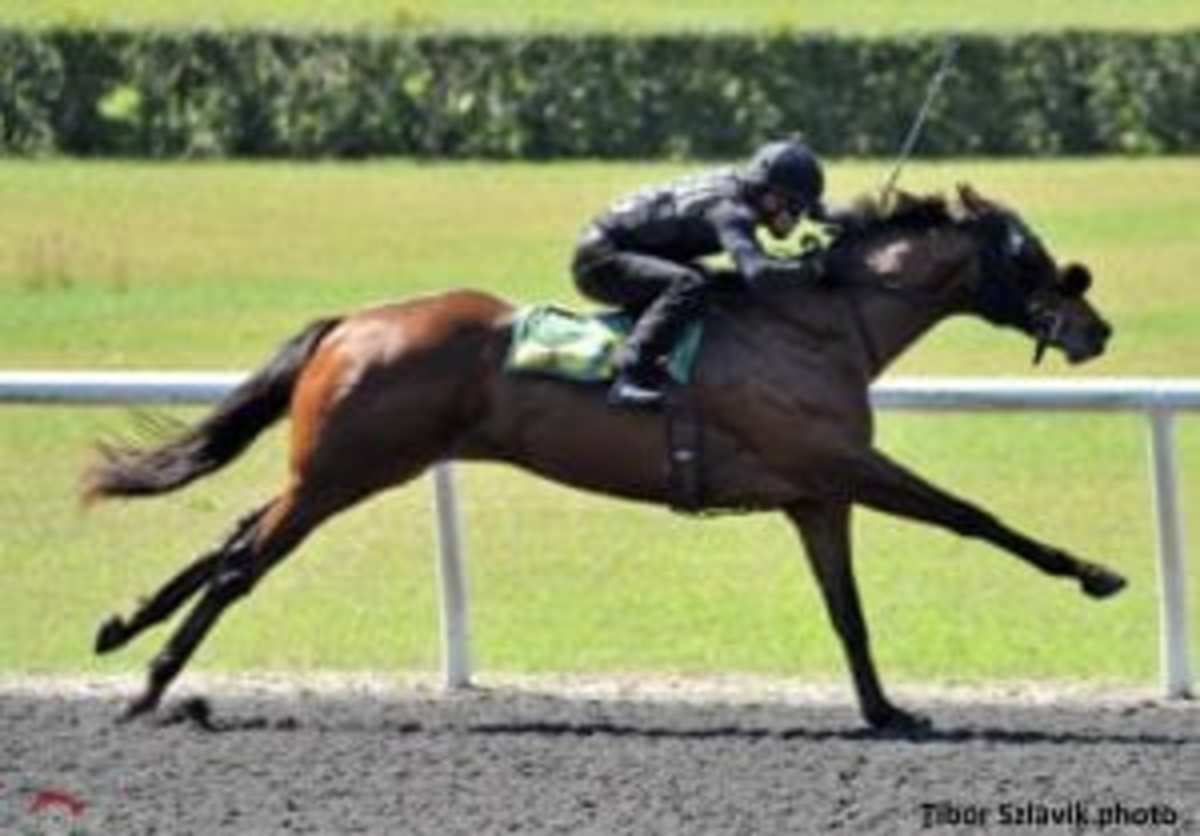 Alpha Colt Leads Tuesday's Under Tack Session At OBS April Sale