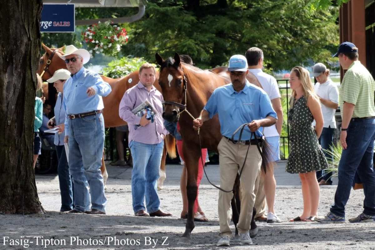 Top Of The Market Ready To Shine At FasigTipton Saratoga Sale