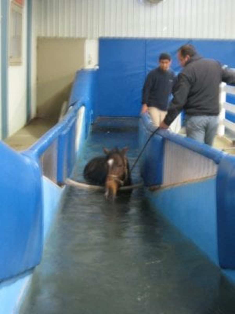 Wade On In: Hock Height Water Best For Equine Backs - Paulick Report ...