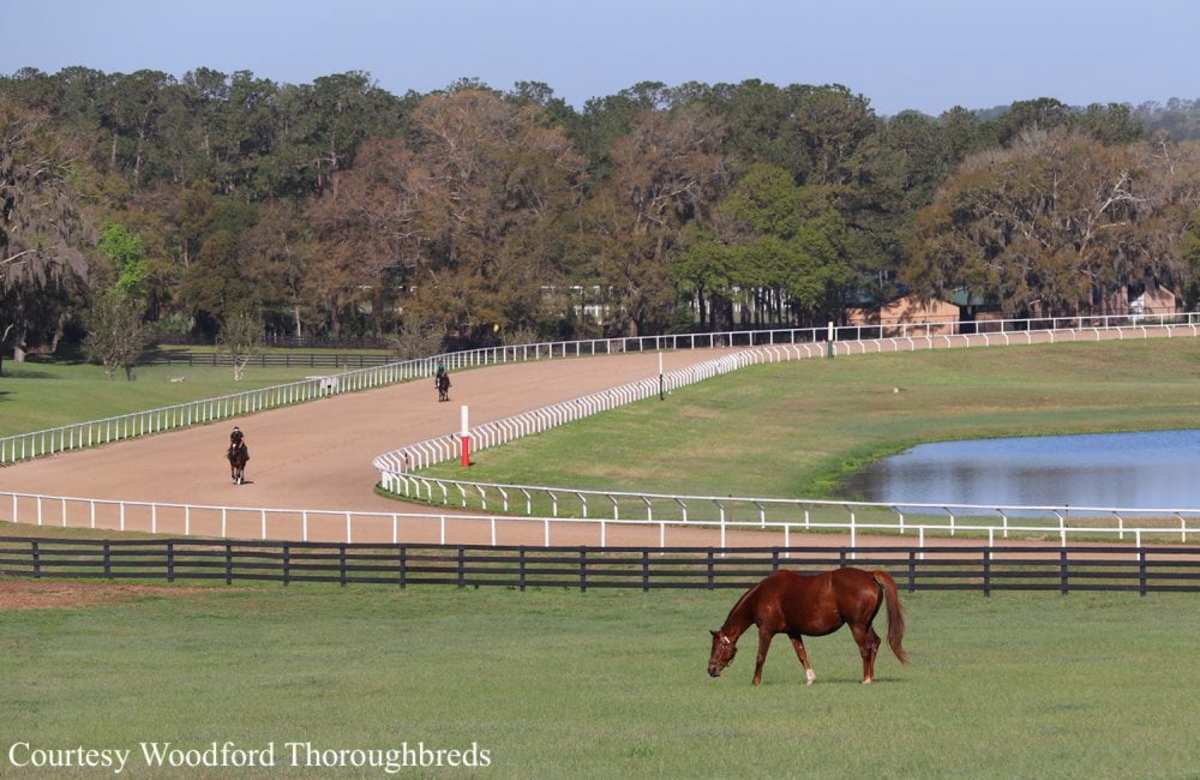 FTBOA Eliminates Most Registration - Woodford Thoroughbreds 