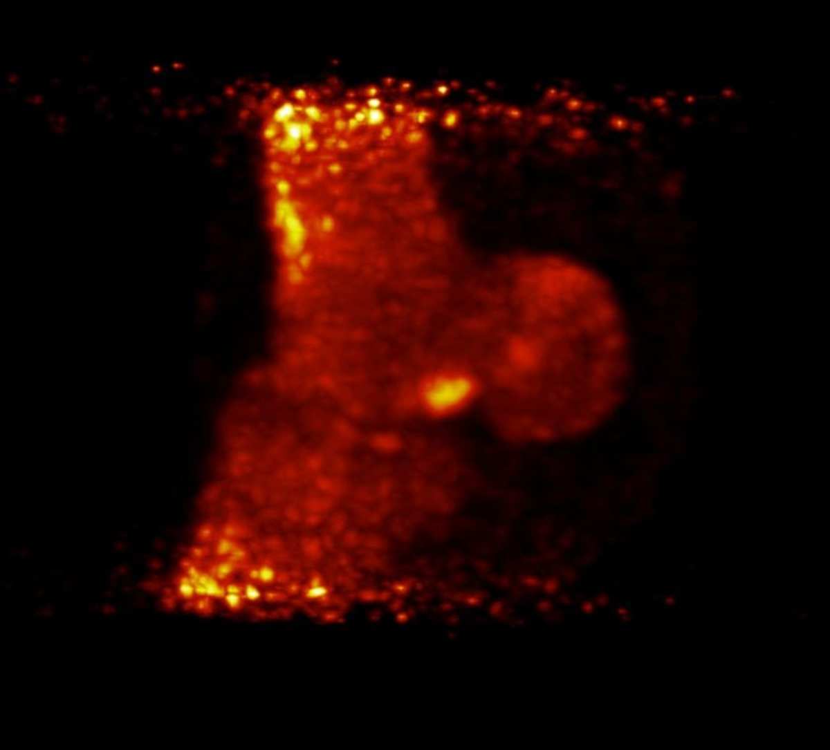 MRI, CT, Bone Scan: What’s The Difference And How Do They Help Horses ...