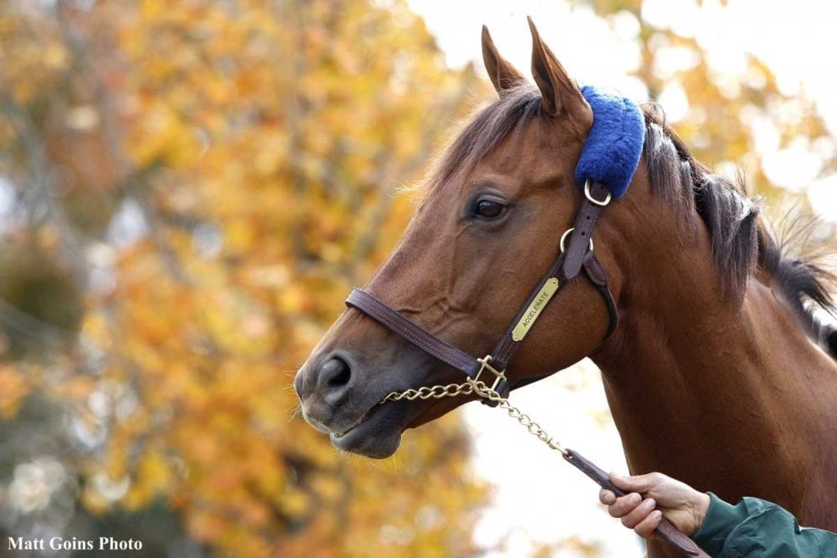 Accelerate Shows Good 'Energy' In First Work Toward Pegasus World Cup