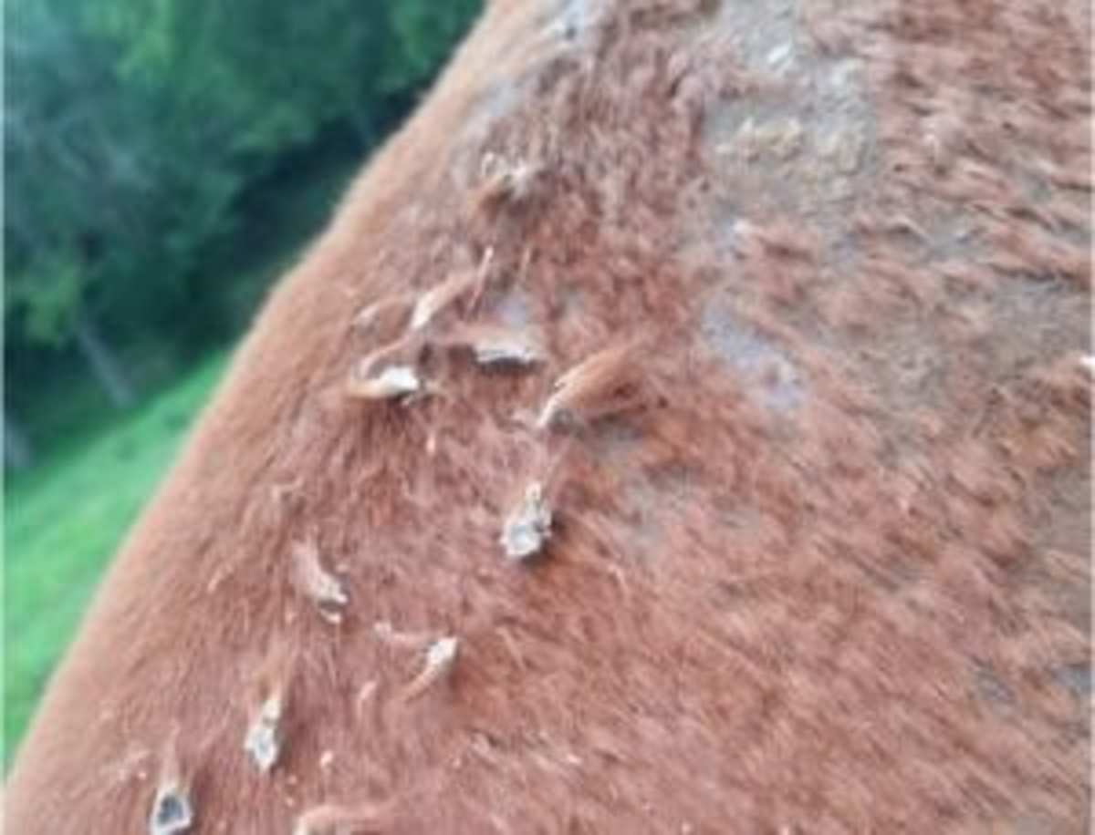 equine-fungal-infections-an-emerging-issue-paulick-report-shining