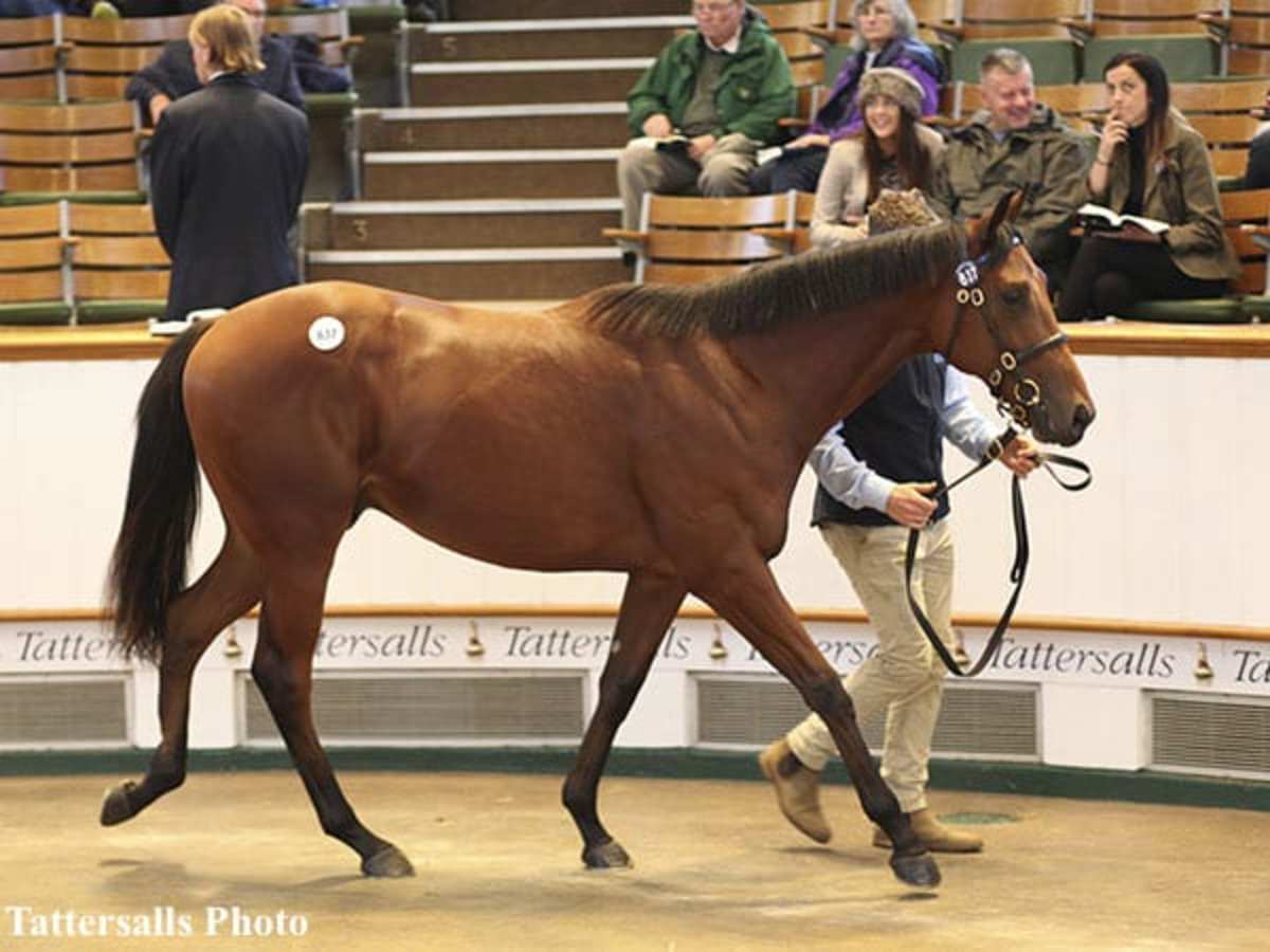 Near-Record Kingman Colt Tops Monday's Trade At Tattersalls October ...