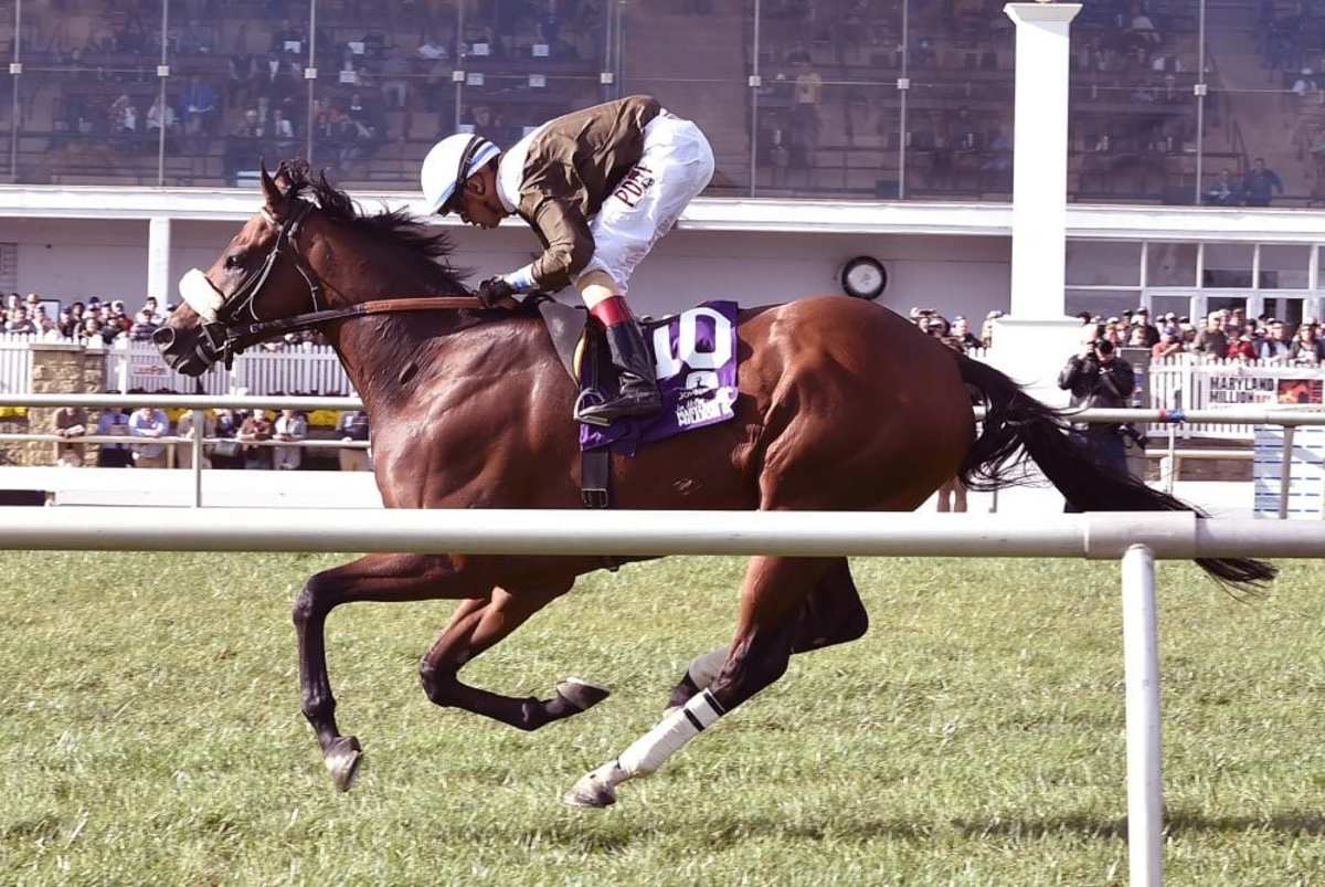 'We Retired Him Sound' Former Maryland Turf Champion Phlash Phelps On To Eventing Career