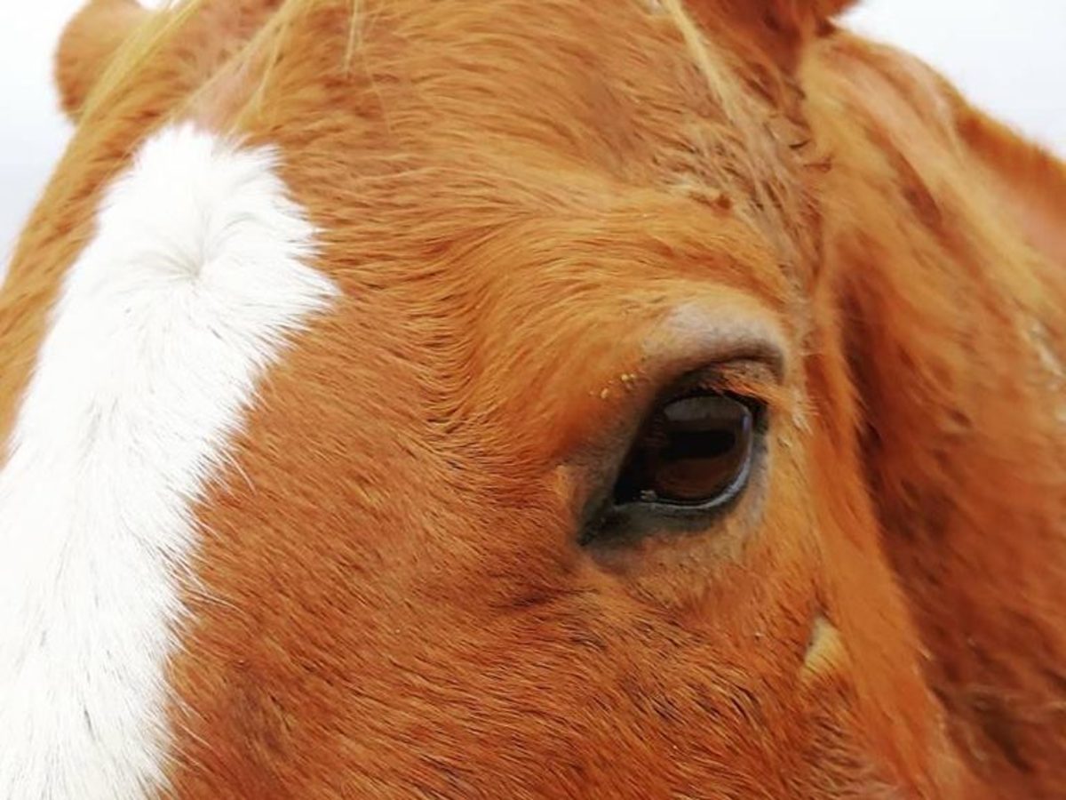 Blink Twice If You’re Stressed New Study Tracks Equine Eyelid Movement