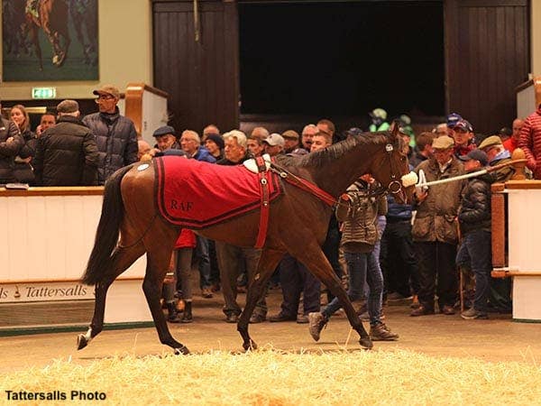 Records Broken At Tattersalls Autumn Horses In Training Sale Paulick