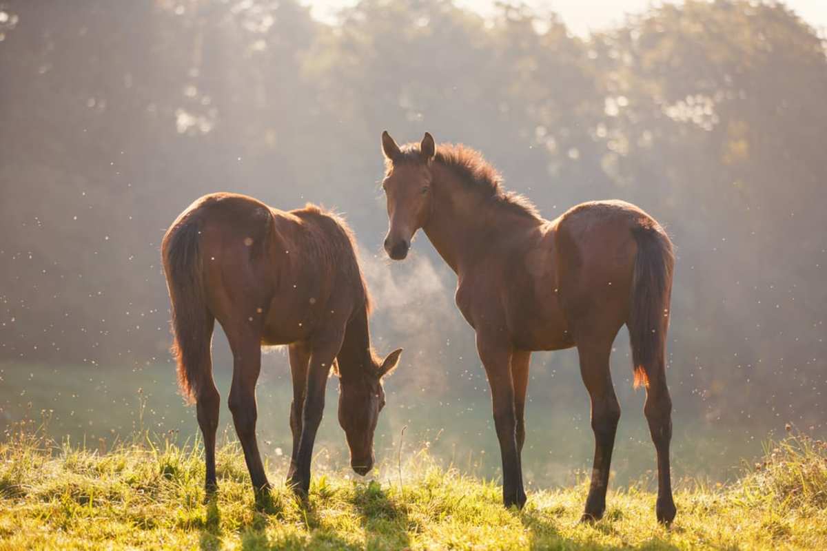 Yearling Study Glandular Gastric Ulcer Risk Increases With Exercise Paulick Report Shining