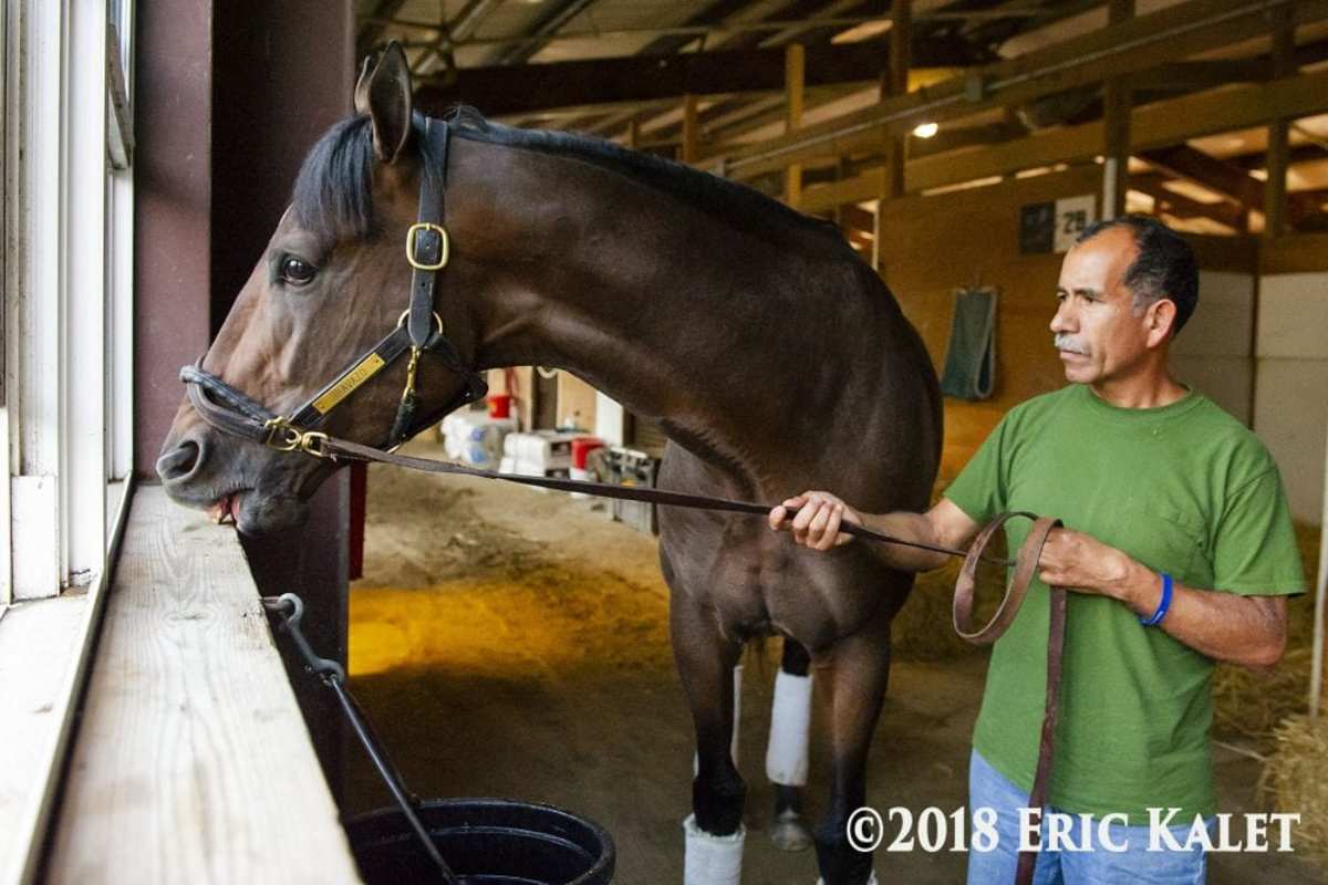 Cribbing Doesn't Just Change Your Fenceline -- It May Change Horses ...