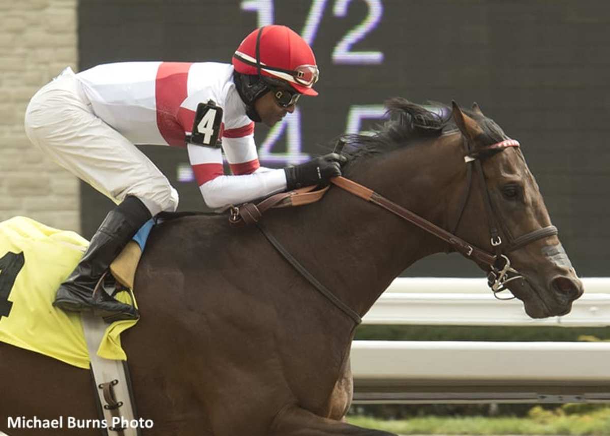 Stakes Winner Blueblood To Stand At Iowa State University In 2021 ...