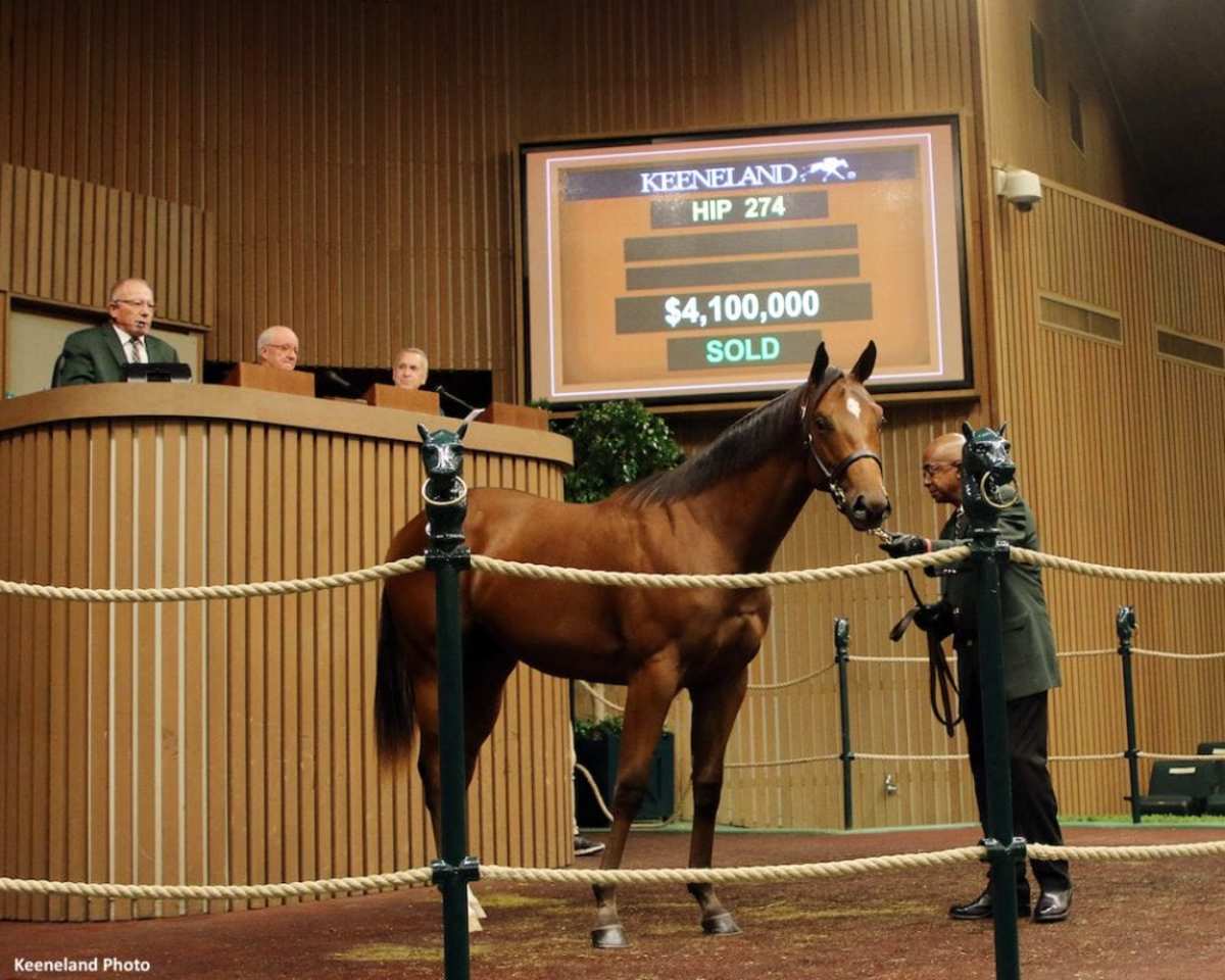 Curlin's Stud Fee To Remain At 175,000 For 2020 Paulick Report