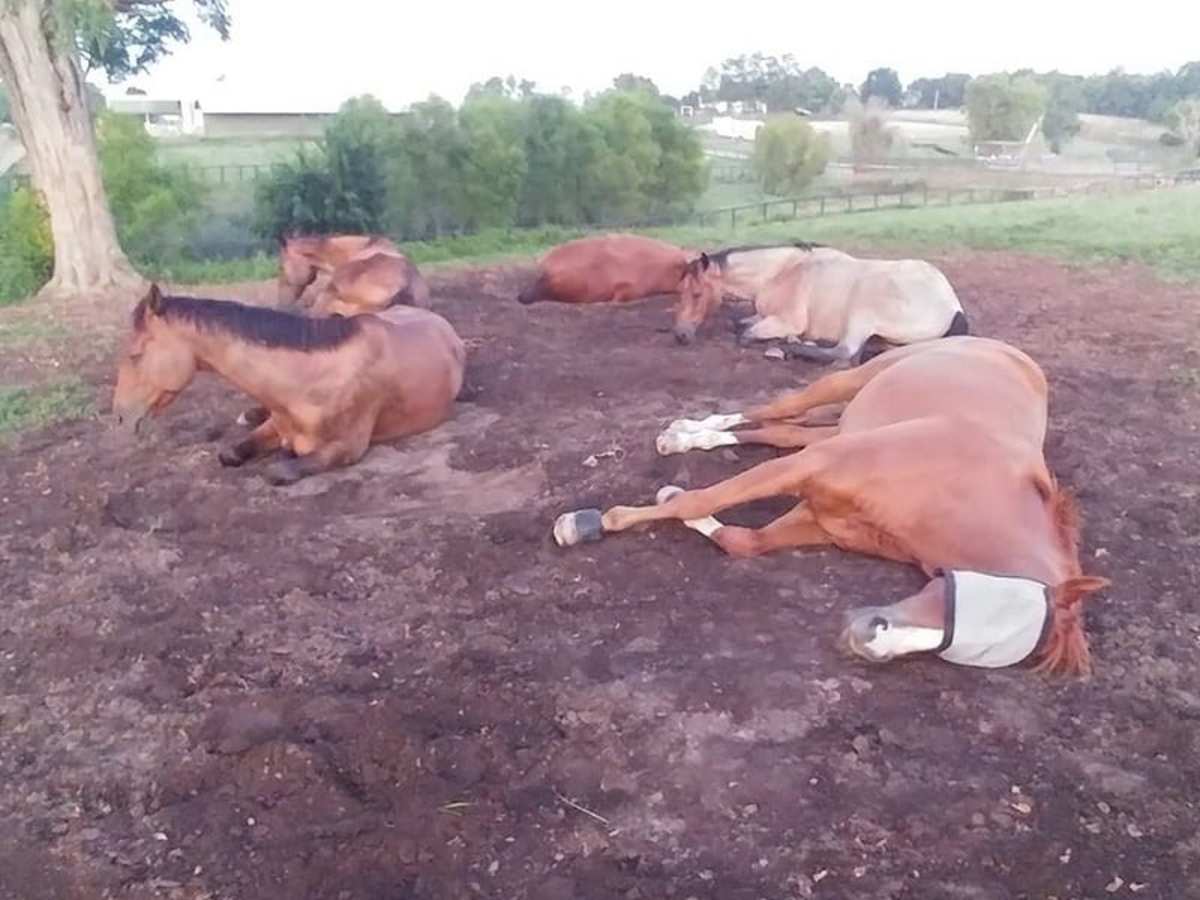 The Difference Between Sleep Deprivation And Narcolepsy In Horses