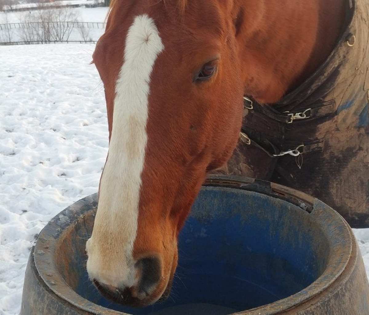 Drink Up How To Encourage Equine Hydration In Winter Paulick Report