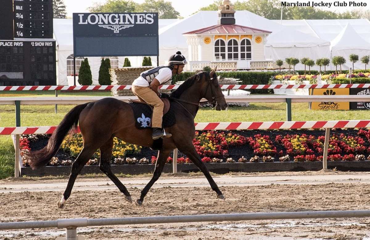 Preakness Hero Exaggerator Returns To The Track Tuesday Morning ...