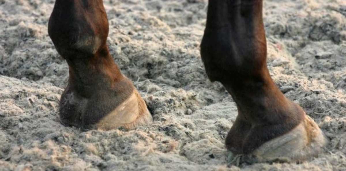 Good Or Bad? Using Hoof Balance To Alter Horse's Natural Movement ...