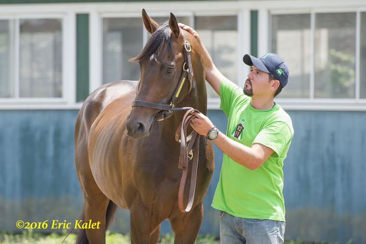 Exaggerator, 'Squealing And On His Toes,' Arrives At Belmont - Paulick ...