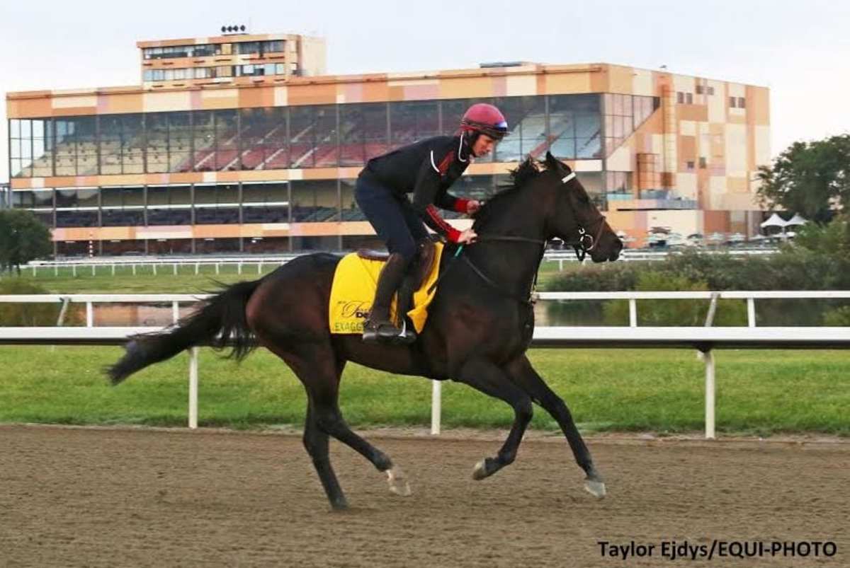 'Nothing Changes': Exaggerator's Race-Plan Stays The Same Despite Dry ...