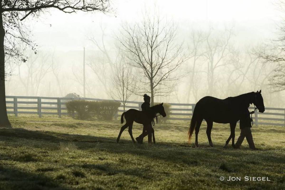 Cosequin Presents Aftercare Spotlight: Celebrating The 'Thoroughbred ...