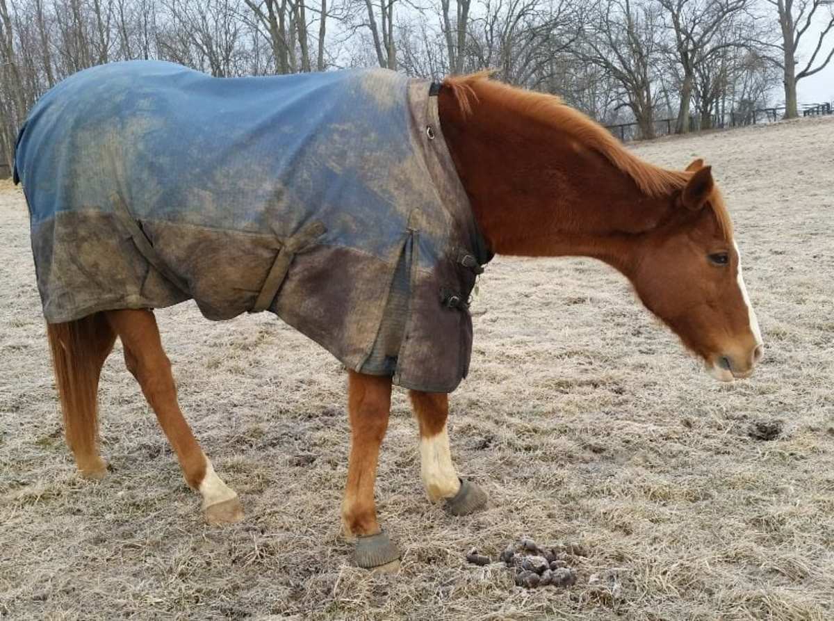 Horses Can Depressed In Response To Social Or Physical