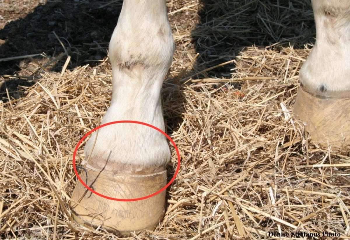 Glue-U Adhesives - Together we take care of your horse