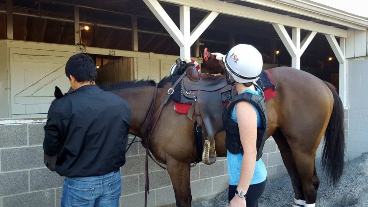 Pyranha Presents Barn Buddies The Joe Sharp Menagerie Paulick Report