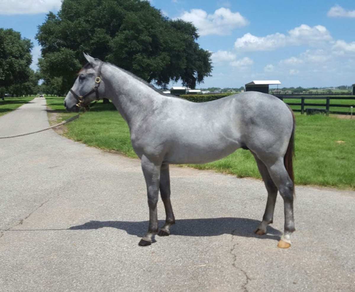 Too Much Bling Colt Tops Texas Summer Yearling Sale At Lone Star