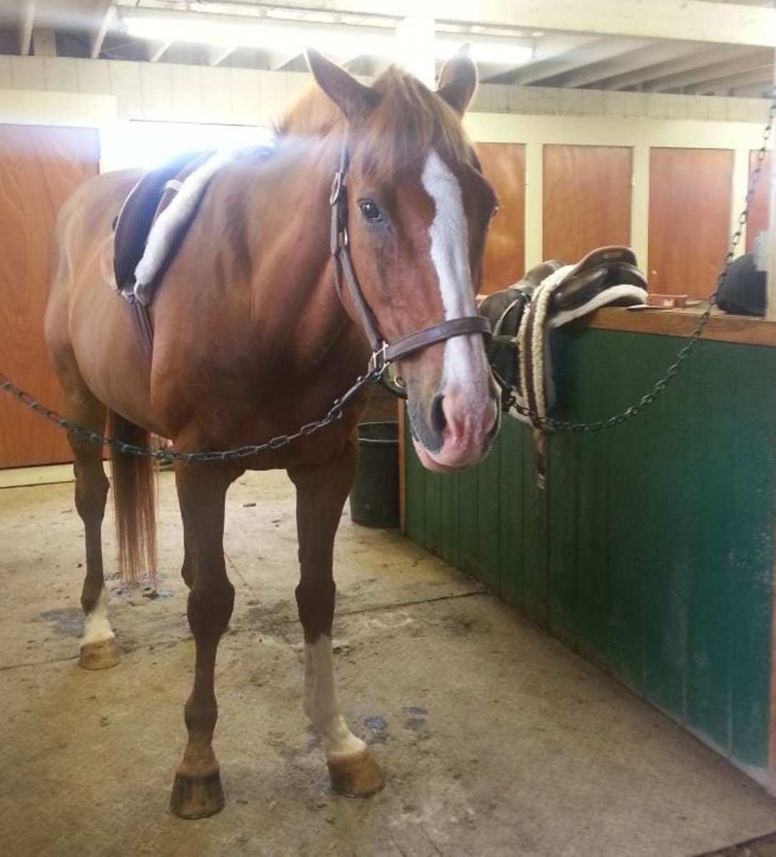 Do This, Not That: Positive Reinforcement Key To Right Equine Behavior ...