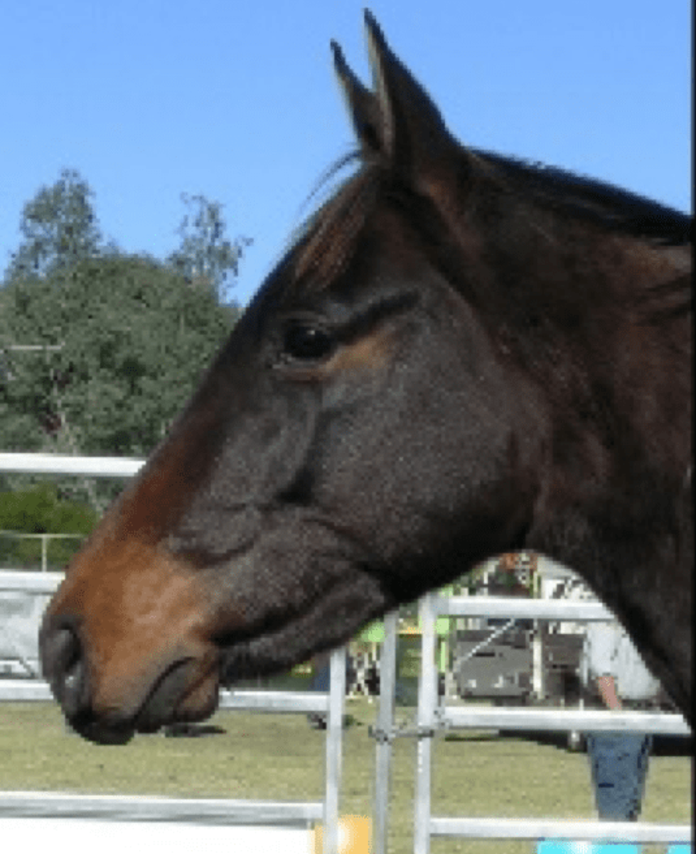 Ask Your Veterinarian Presented By Kentucky Performance Products: What To  Do About Parrot Mouth - Paulick Report | Shining Light on the Horse  Industry