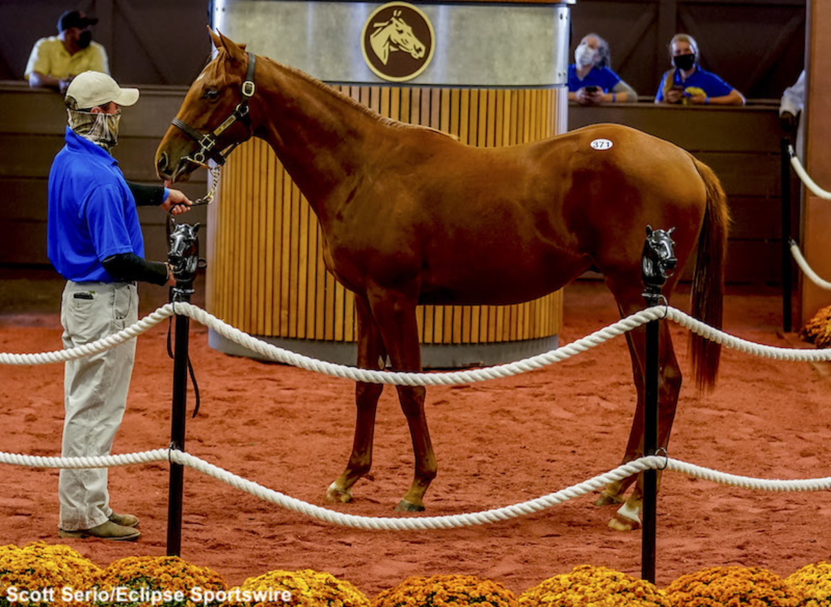 PennsylvaniaBred Gun Runner Colt Tops FasigTipton Midlantic Fall