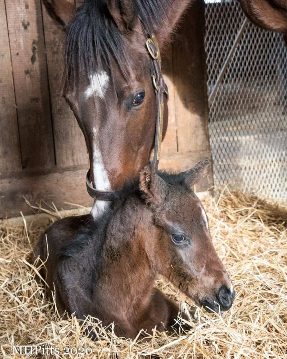 It's A Girl! Champion Songbird Has Filly By Tapit Paulick Report