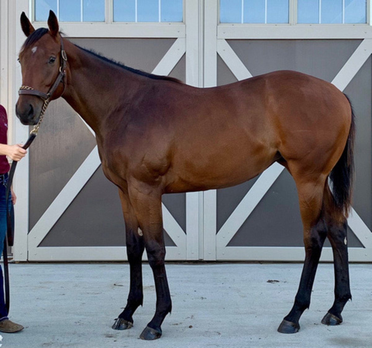 Midshipman Filly Tops Minnesota Yearling Sale Paulick Report Latest