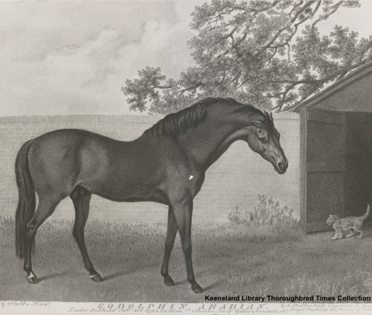 Tiznow's Pensioning And The State Of The Godolphin Arabian