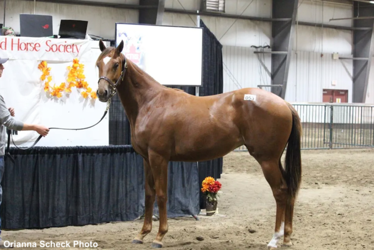 CTHS Alberta Thoroughbred Sale Catalog Now Online - Paulick Report ...