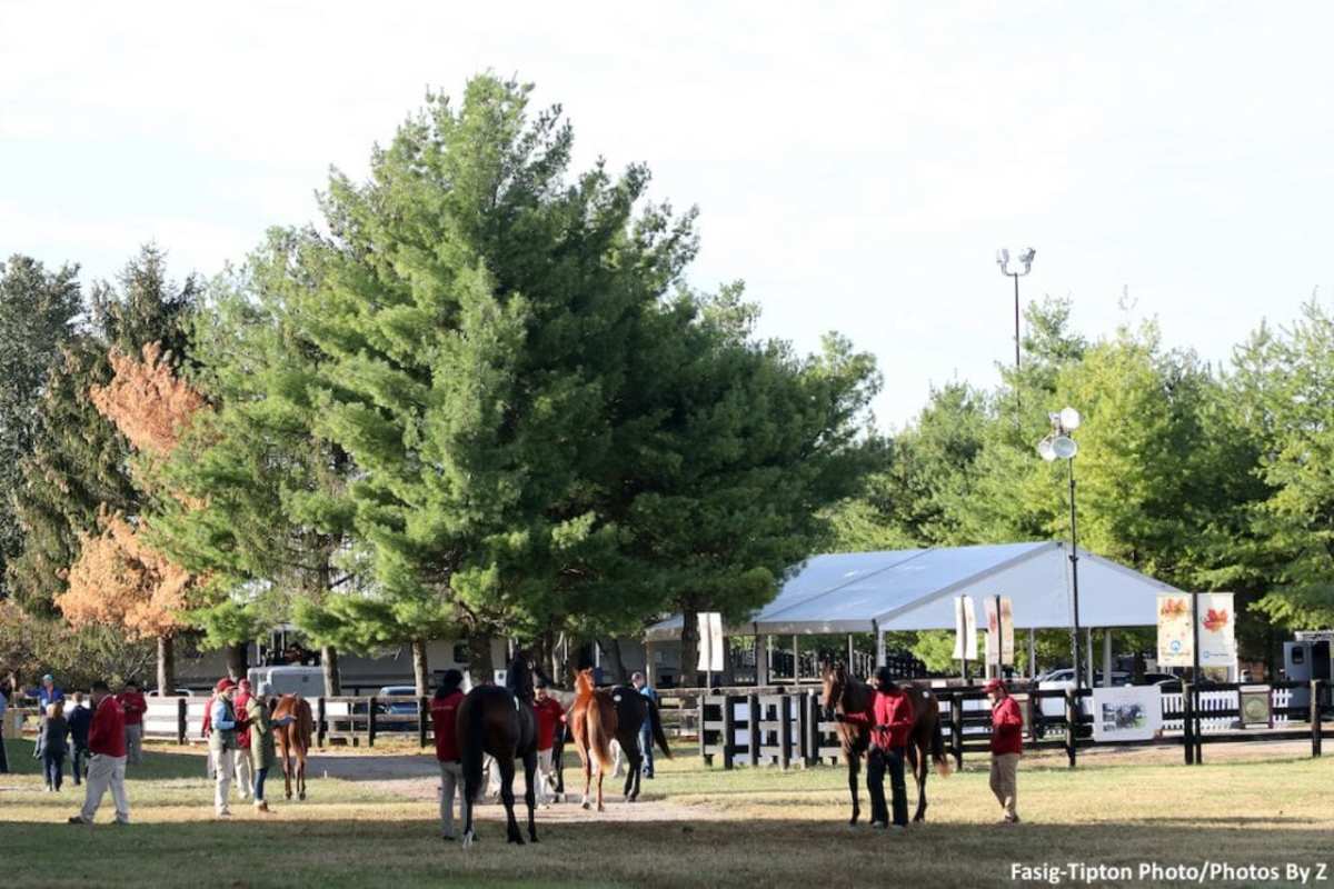 FasigTipton Kentucky October Yearlings Sale Catalog Now Online