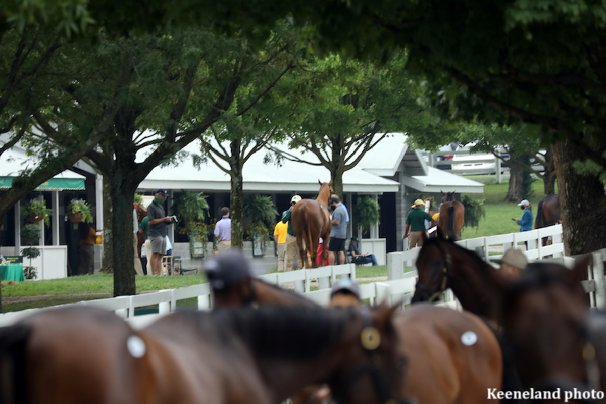 Filly By Collected Leads Tuesday At Keeneland September Sale Paulick