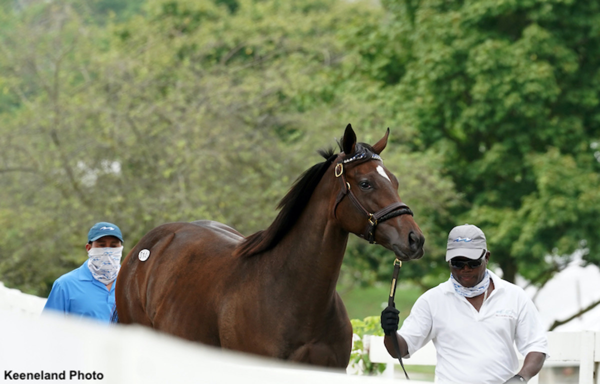 Analysis Declines At Keeneland September Came From The Top Down   Hip149 2020 Keeneland September Yearling Sale 