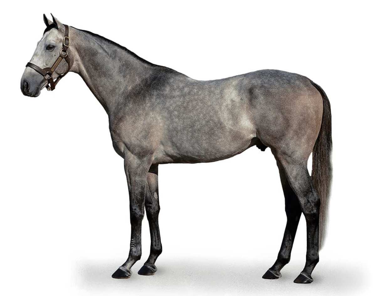 Stallion Spotlight: Spendthrift Farm's Mark Toothaker On